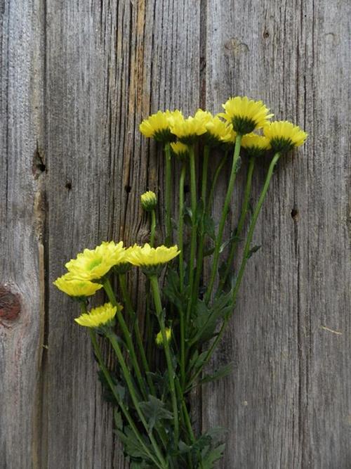 LENNOX NOVELTY  YELLOW POMPONS